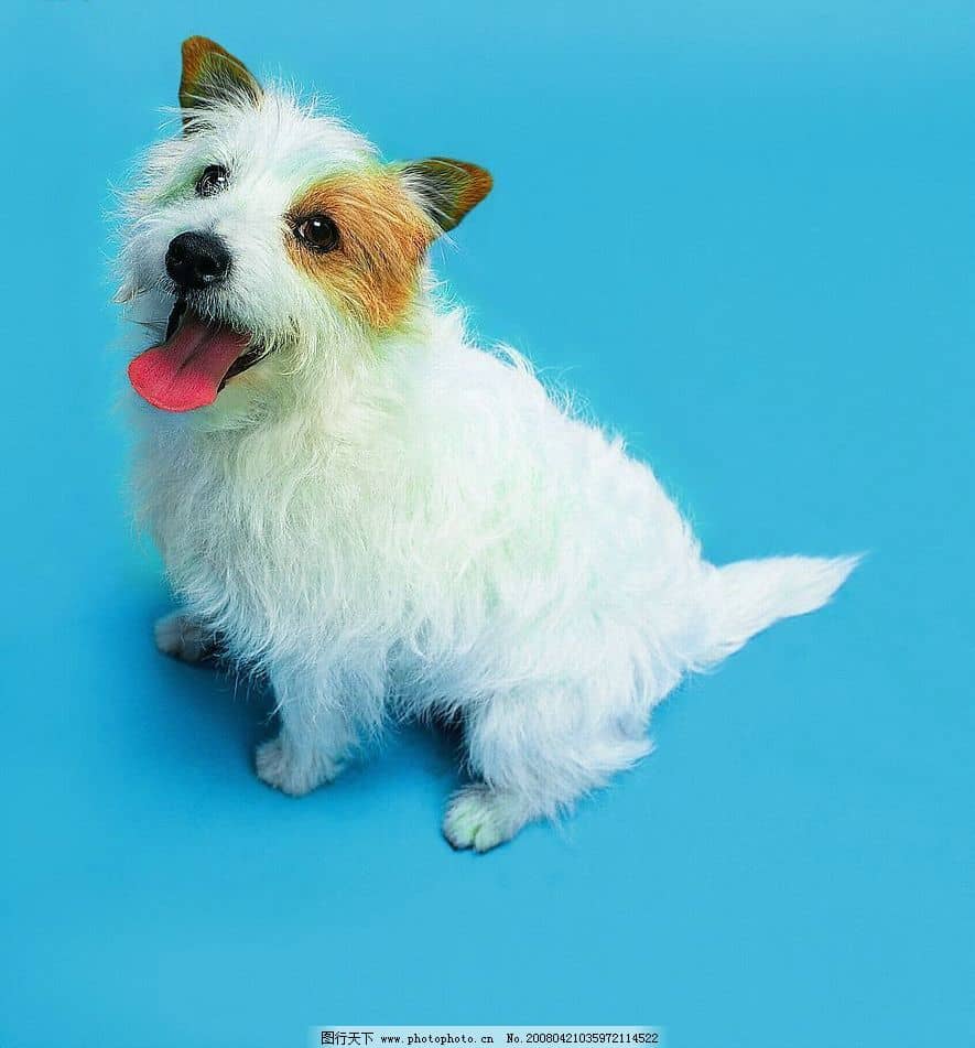 狗狗腿总抽筋，主人如何应对？