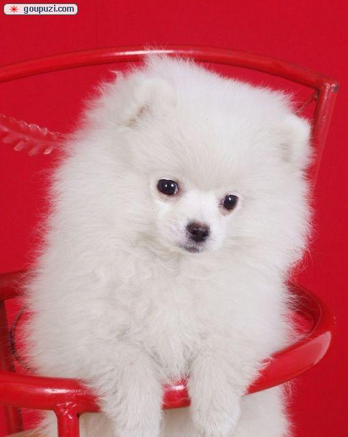 狗狗吃什么生肉好