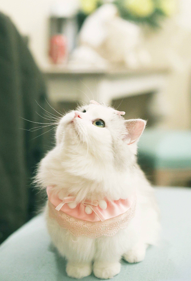 狗狗后腿髋关节：关注宠物健康，共享快乐生活