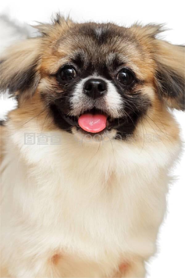 猫老来串门是什么原因？揭秘猫咪的神秘行为