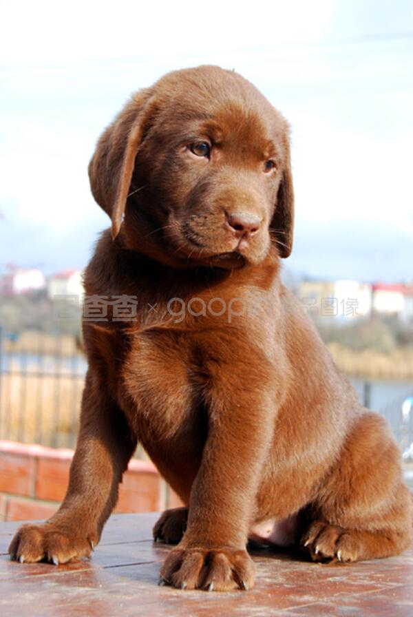 猫罐头变红是什么原因