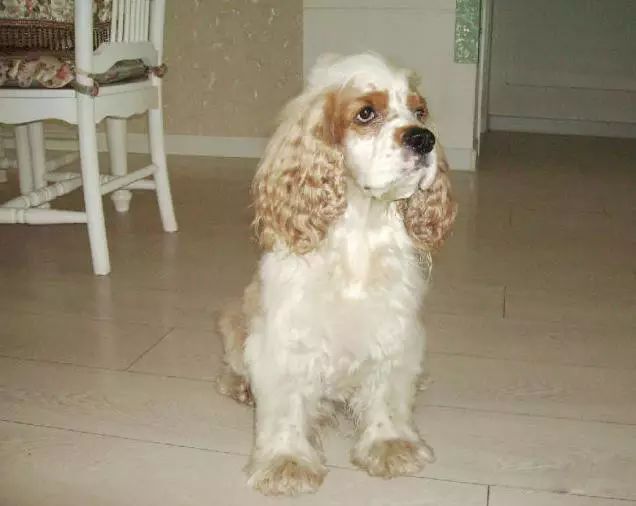 狗狗吃多少安定：宠物护理中的剂量困惑