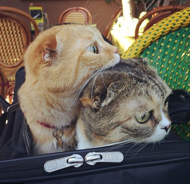 狗狗细小好了没力气 —— 宠物护理人员的温馨指南