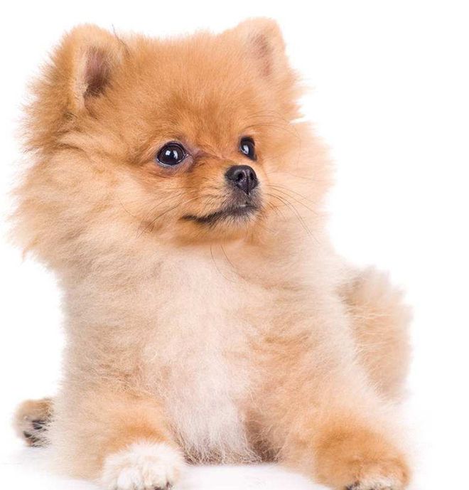 猫粮发黑是什么原因：揭秘背后的真相